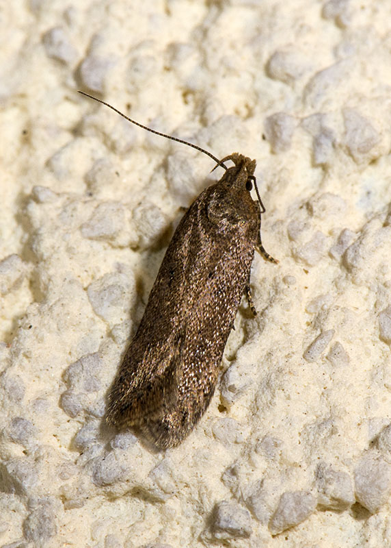 Gelechiidae 6